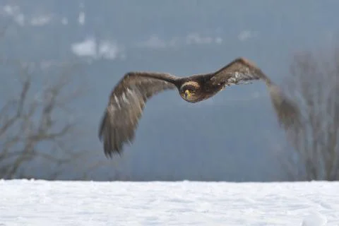 Steppe Eagle flying above the wither snowy ground Stock Photos