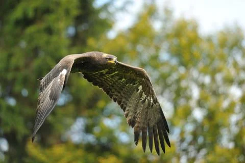 Steppe Eagle flying with autumn trees in background Фото