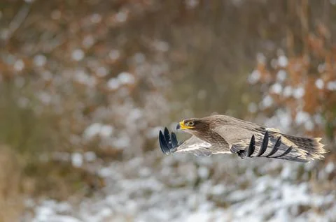 Steppe Eagle Flying Low Over Snowy Field With Spread Wings and Intense Gaze Fotos Stock