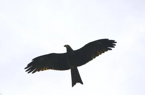 Steppe eagle flying in the nature. Stock Photos