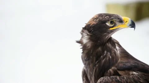 Steppe eagle Video stock 20476620
