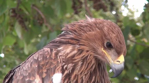 Steppe eagle Stock Footage 342624235