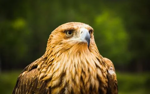 Steppe Eagle a Golden eagle on green background Stock Photos