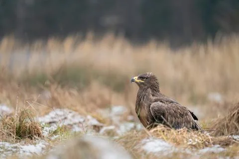 Steppe Eagle in a Grass Field with Snow in Its Natural Habitat Stock Photos