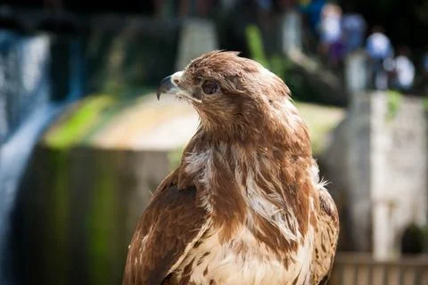 Steppe eagle hot summer day Abkhazia 2016 Stock Photos