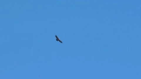 Steppe eagle in Kazakhstan Video stock 92334674