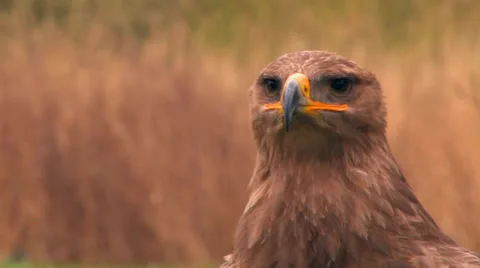 Steppe eagle looking around Stock Footage 26098594
