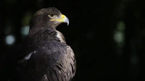 Steppe eagle looking into the camera Video stock 20437104