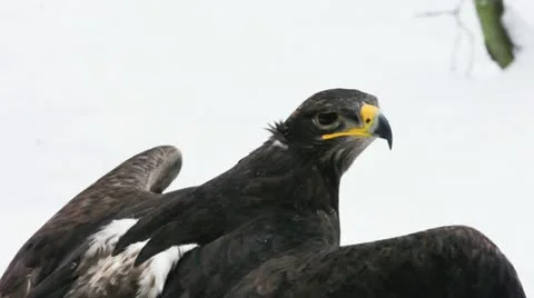 Steppe eagle looking into the camera Video stock 20476465