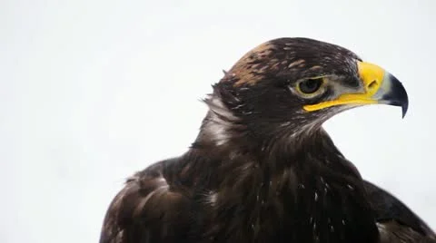 Steppe eagle looking into the camera Stock-Footage 20476498