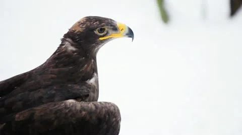 Steppe eagle looking into the camera Vídeo Stock 20476791