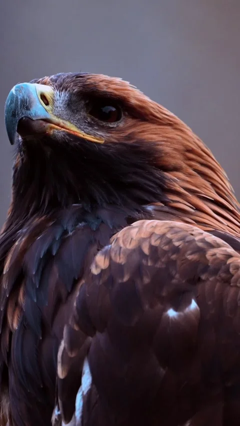 Steppe eagle looking at the camera zoom out. Vertical video Stock Footage 265749543