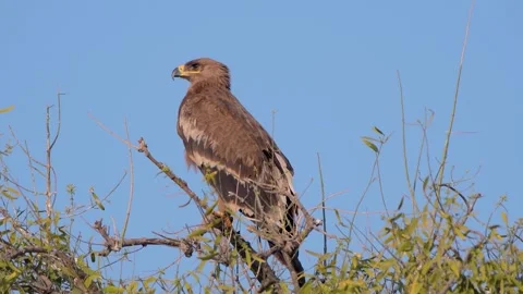 Steppe Eagle Perched Calmly in Open Habitat Stock Footage 311173420