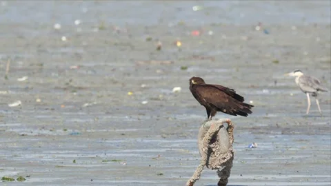 Steppe Eagle perched on a post over coastal mudflats with a Grey Heron behind Stock Footage 342486539