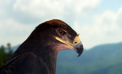 Steppe eagle Stock Photos