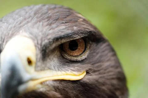 Steppe Eagle Stock Photos