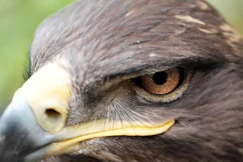 Steppe Eagle Stock Photos