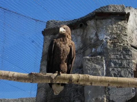 Steppe eagle Stock Photos