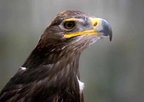 Steppe Eagle Portrait In Progress Stock Photos