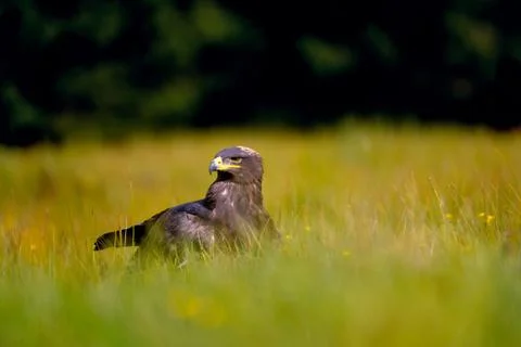 Steppe Eagle sitting on the field in the yellow green grass Stockfoto's