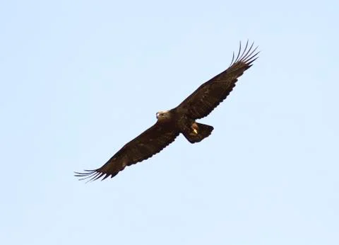Steppe eagle soaring over the steppe-1. Foto stock