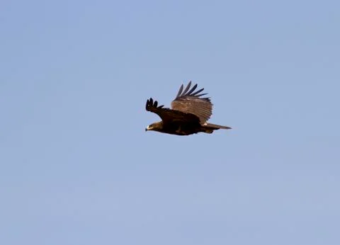 Steppe eagle soaring over the steppe. Stock Photos