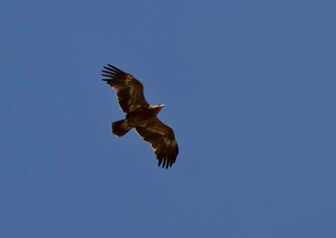Steppe eagle soaring in the sky. Stock Photos