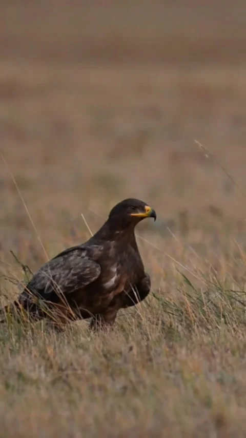 Steppe Eagle standing in open grassy field during migration Video stock 346775986
