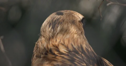 Steppe eagle turns its head Stock Footage 89292157