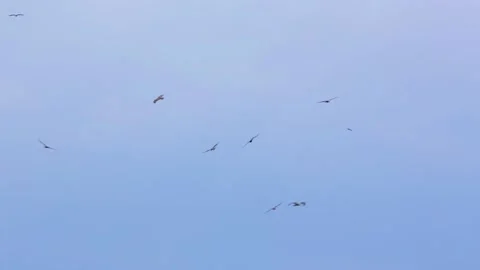 Steppe eagles fly over a plowed field. Stock Footage 160092518