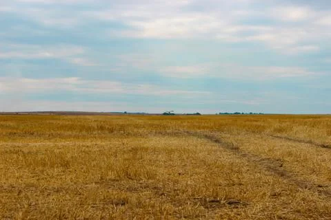 Steppe falcon hovering over a wheat field after harvest in search of food Stock Photos