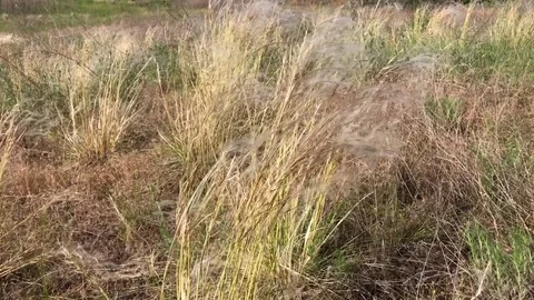 Steppe feather grass on a clear summer day Stock Footage 76631399
