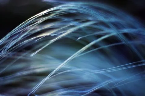 Steppe feather grass close-up. Feather grass in the steppe. 写真素材