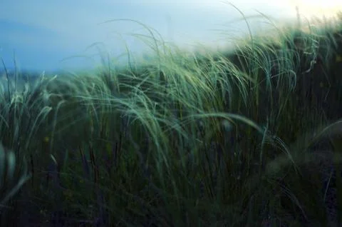 Steppe feather grass close-up. Feather grass in the steppe. Foto stock