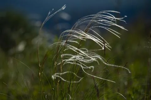Steppe feather grass developing from the wind Stock Photos