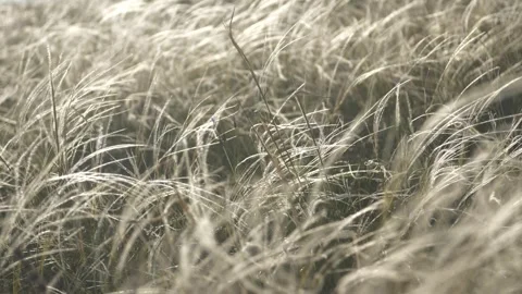 The steppe feather grass shining in the rays of the sunset sways in the wind Stock Footage 244989884