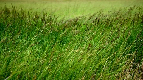 Steppe feather grass sways in the wind Видео 76926124