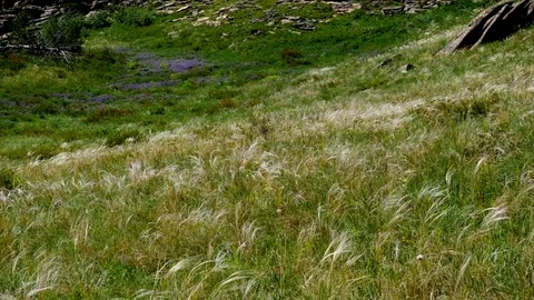 Steppe feather grass sways in the wind Stock Footage 76926321