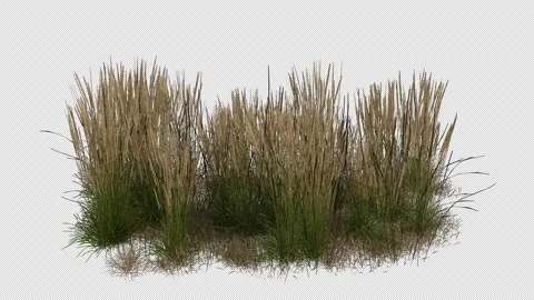 Steppe Field blowing in the wind Loop Animation. Alpha Channel Video stock 310426374