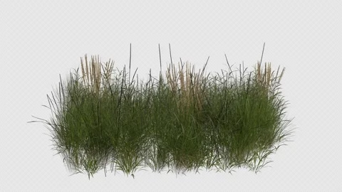 Steppe Field blowing in the wind Loop Animation. Alpha Channel Stock Footage 310428562