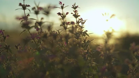Steppe flowers close-up in the rays of the evening sun Video stock 237304303