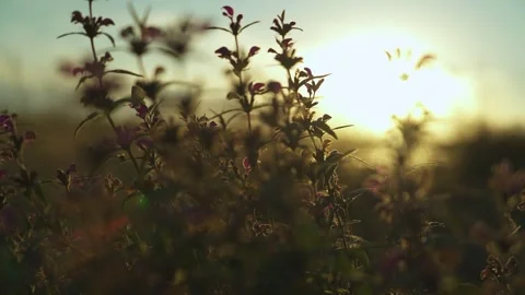 Steppe flowers close-up in the rays of the evening sun Stock Footage 241435296