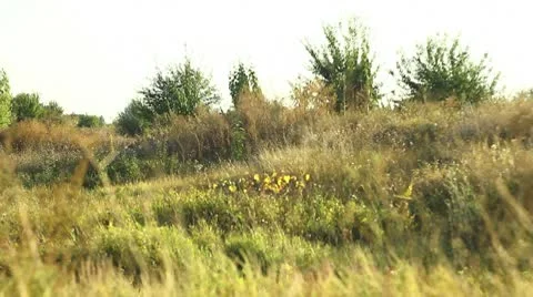 Steppe (focus pan) Stock Footage 10559452