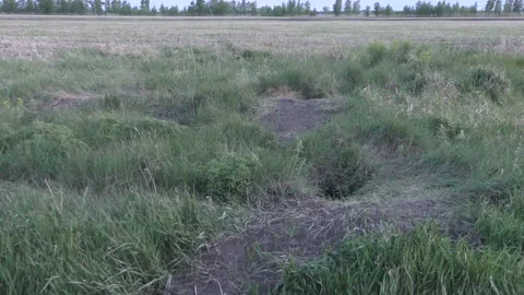 The steppe fox Video stock 130649519