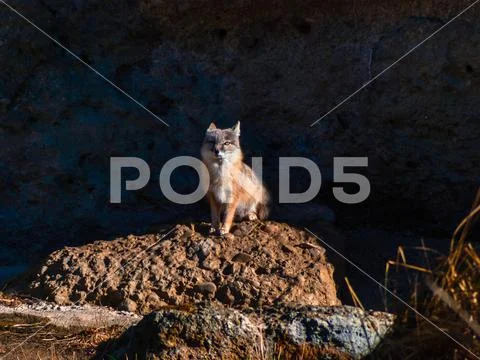 Steppe fox in zoo Salzburg, Austria Stock Photos