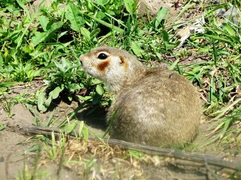 Steppe gophers Stock Photos