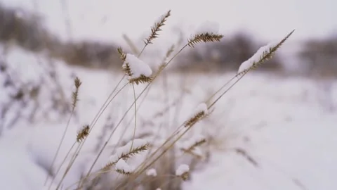 Steppe grass close-up in winter during a blizzard Stock Footage 238944769