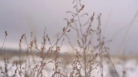 Steppe grass close-up in winter during a blizzard Stock Footage 240900944