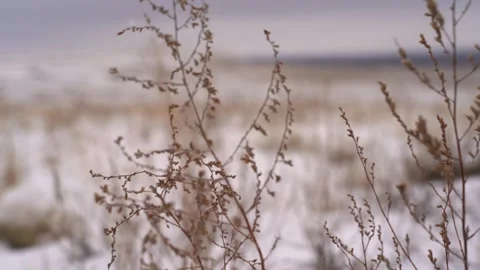 Steppe grass close-up in winter during a blizzard Stock Footage 240901376