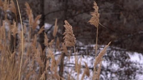 Steppe grass close-up in winter Stock Footage 240835240